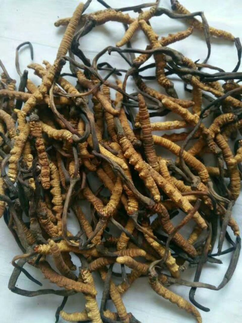 产地直发的**虫草24小时在线服务价格美丽品质保障