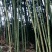 竹子4~5m