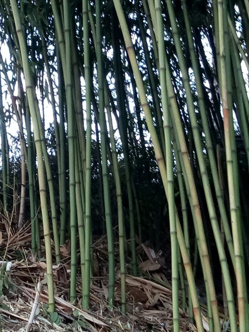 竹子4~5m