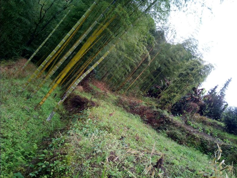 干竹荪二级
