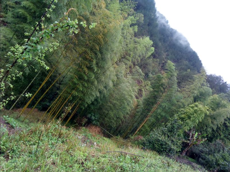 干竹荪二级