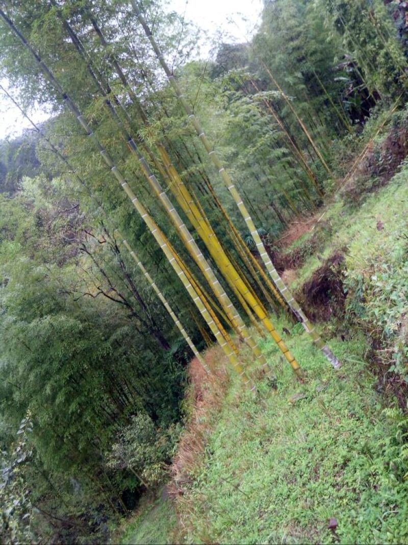 干竹荪二级