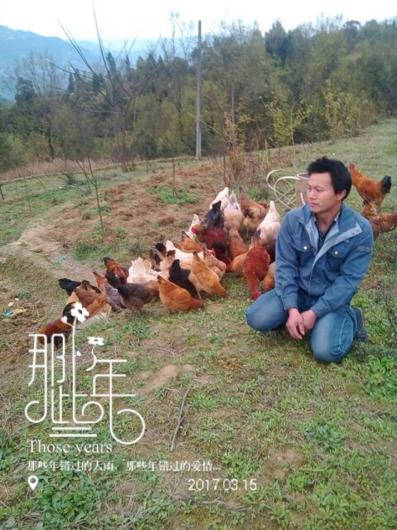 野生放养水果虫草土鸡