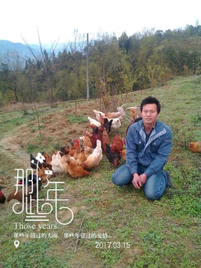野生放养水果虫草土鸡