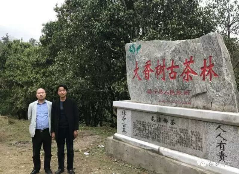 古树普洱茶一级