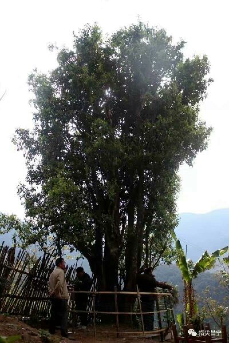 古树普洱茶一级