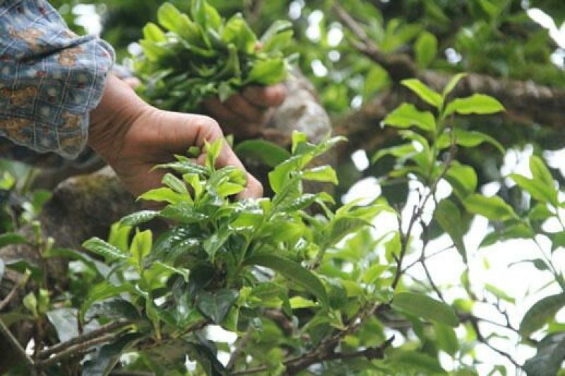 古树普洱茶一级