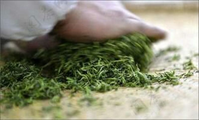 古树普洱茶一级