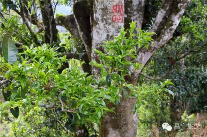 古树普洱茶一级