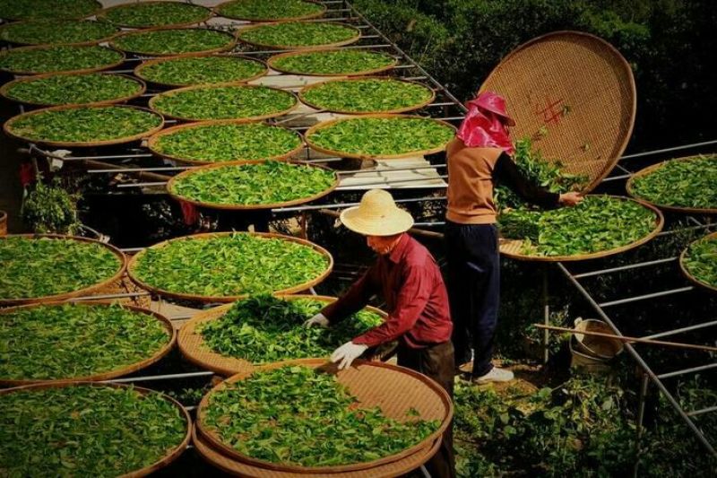 古树普洱茶一级