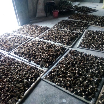 干羊肚菌特级