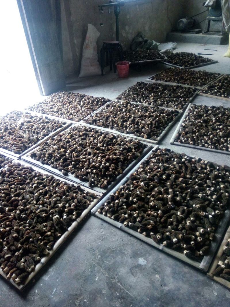 干羊肚菌特级