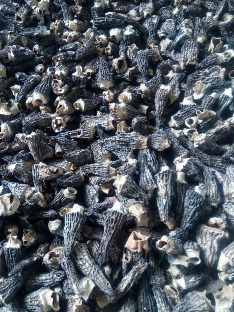 干羊肚菌特级