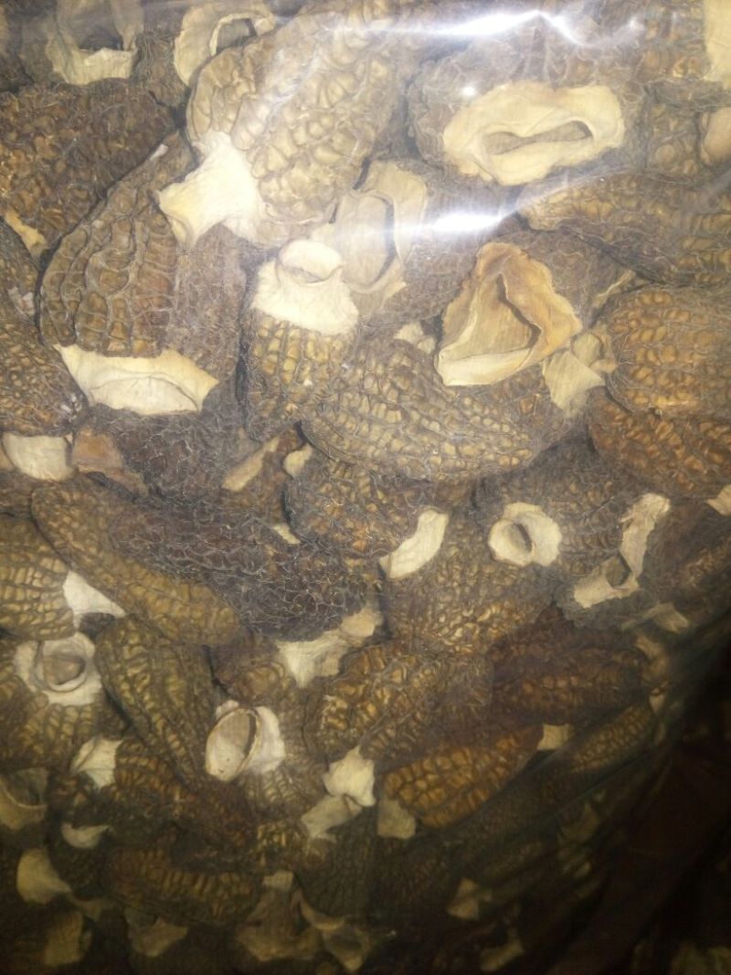 干羊肚菌特级