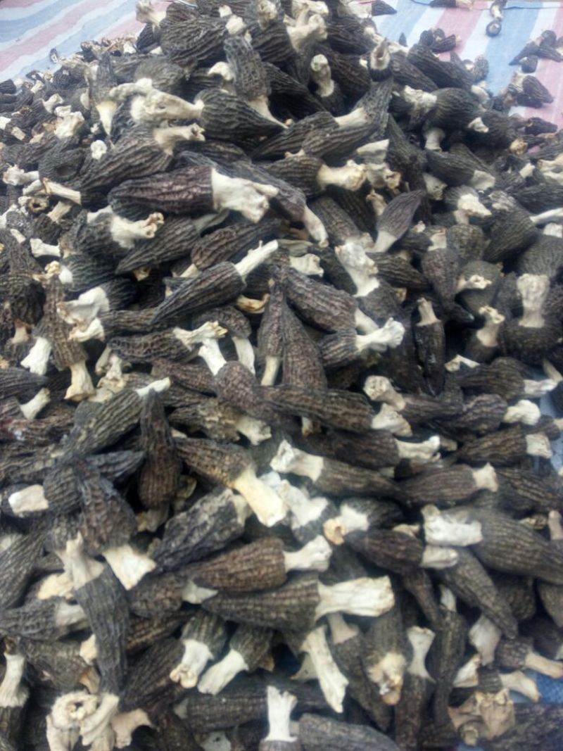 干羊肚菌特级