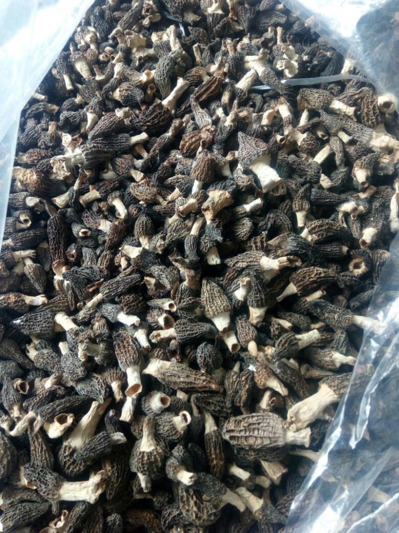 干羊肚菌特级