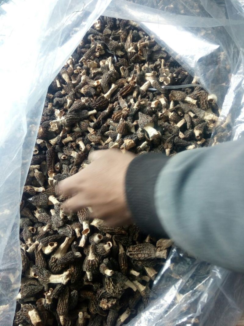 干羊肚菌特级