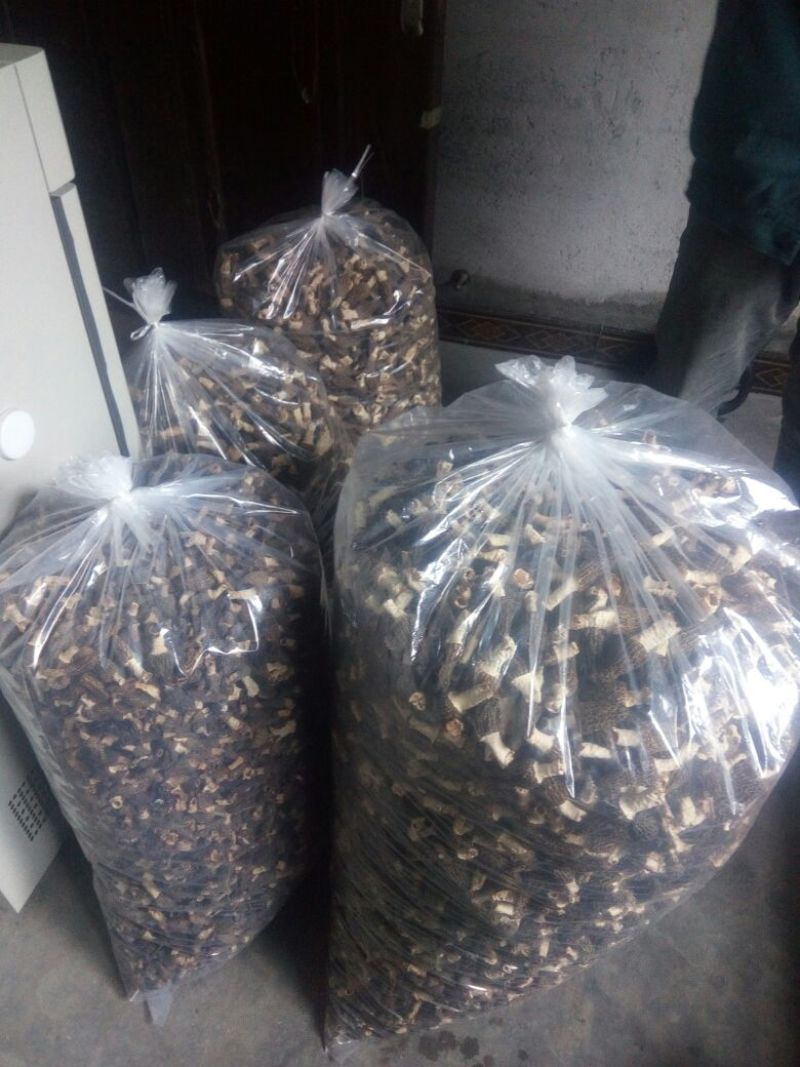 干羊肚菌特级