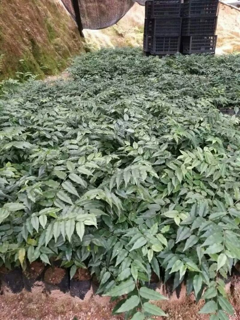 屈头鸡苗，屈头鸡鲜干果，组品新品种