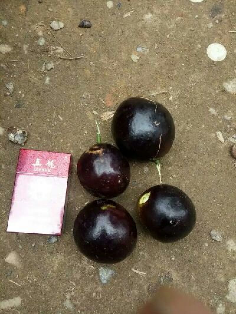屈头鸡苗，屈头鸡鲜干果，组品新品种