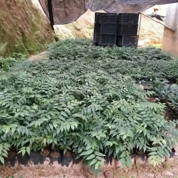屈头鸡苗，屈头鸡鲜干果，组品新品种