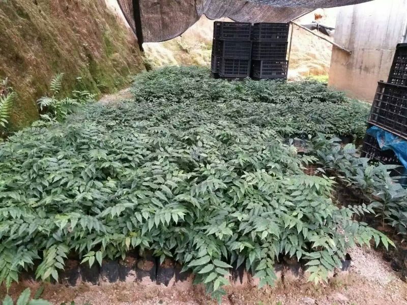 屈头鸡苗，屈头鸡鲜干果，组品新品种