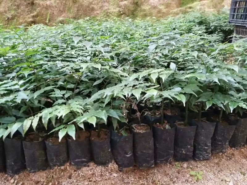 屈头鸡苗，屈头鸡鲜干果，组品新品种