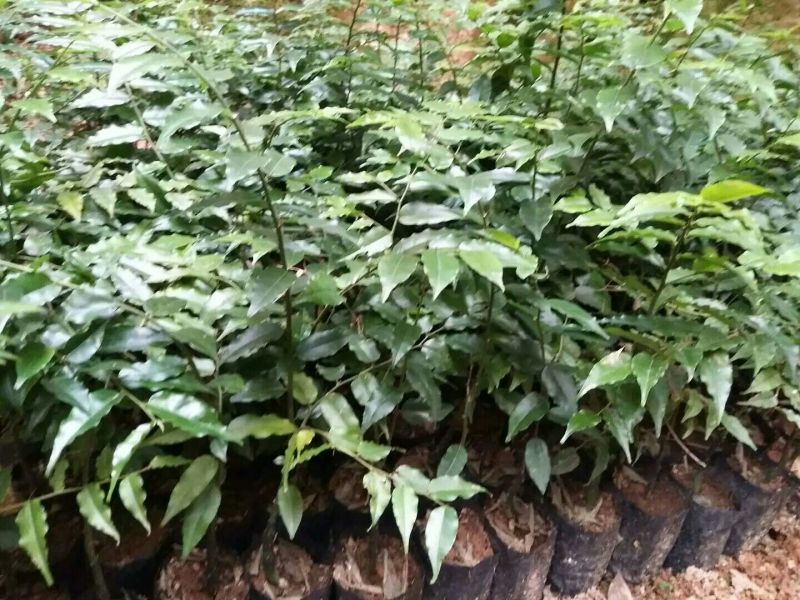 屈头鸡苗，屈头鸡鲜干果，组品新品种