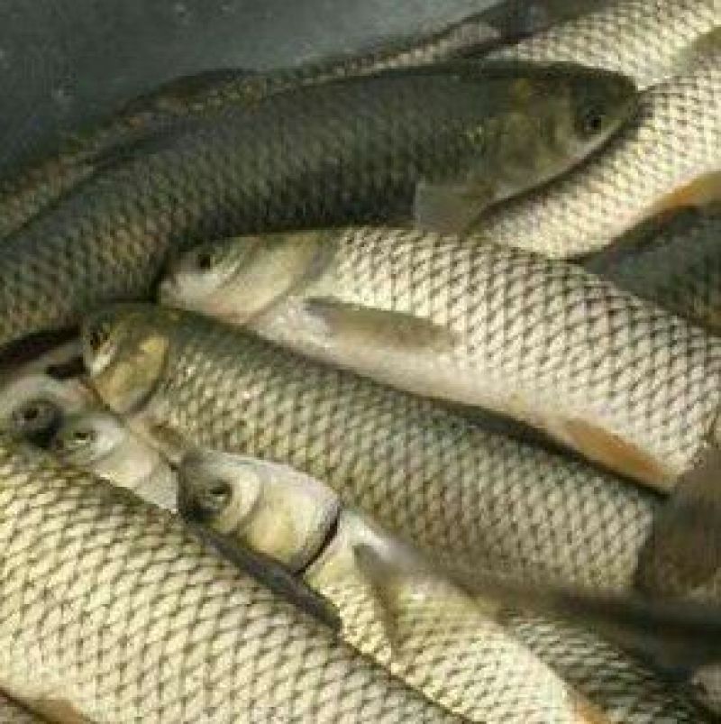 黄金鲫垂钓