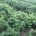 杉树苗柳杉5号树直粗大圆滑