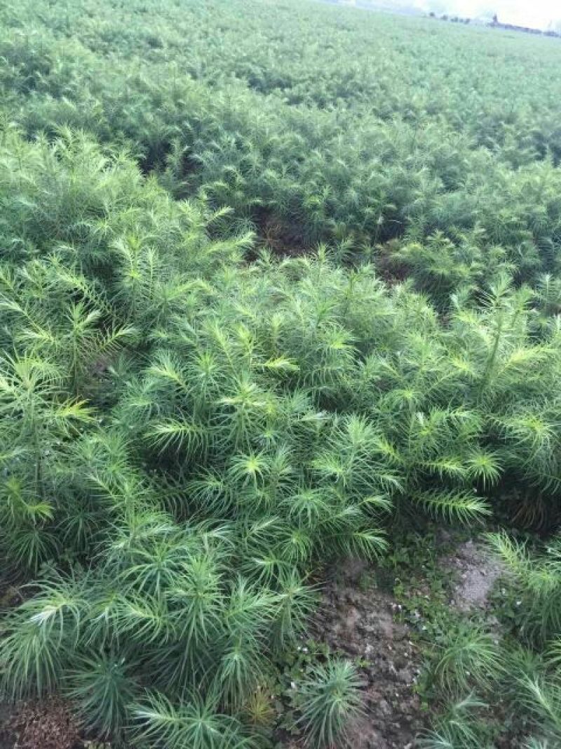 杉树苗柳杉5号树直粗大圆滑
