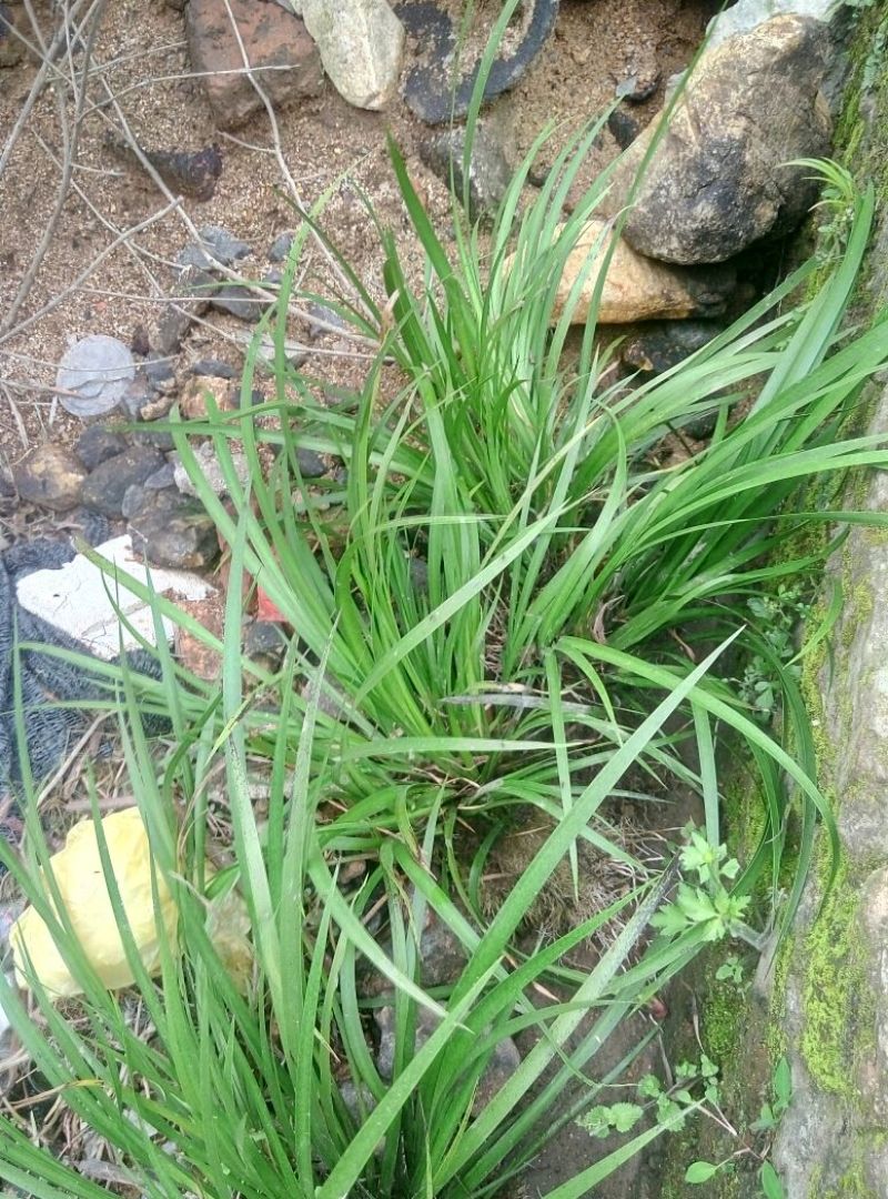 石菖蒲统条