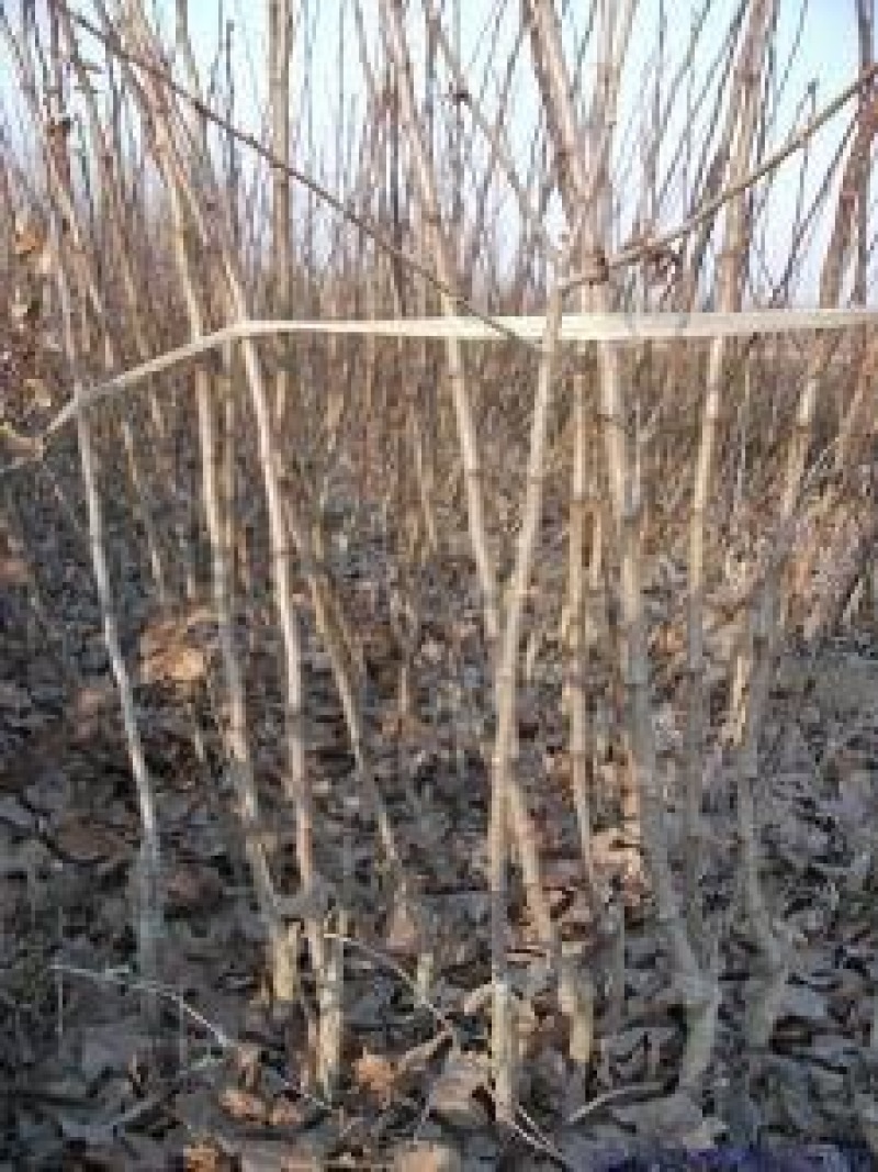 大金星山楂苗，大五棱山楂苗，甜红子山楂苗