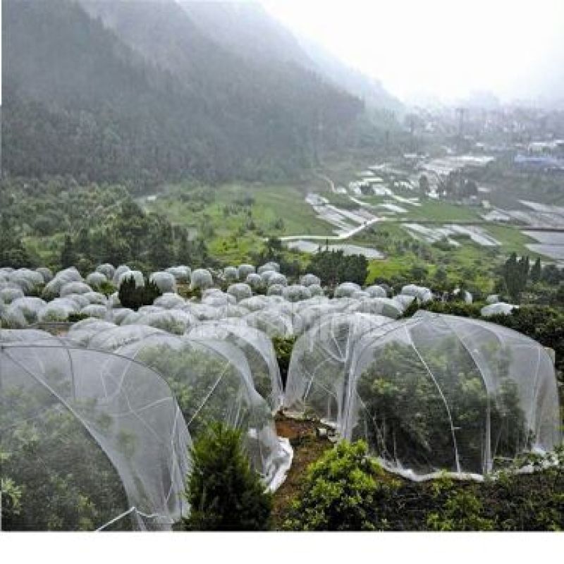 防虫网40目