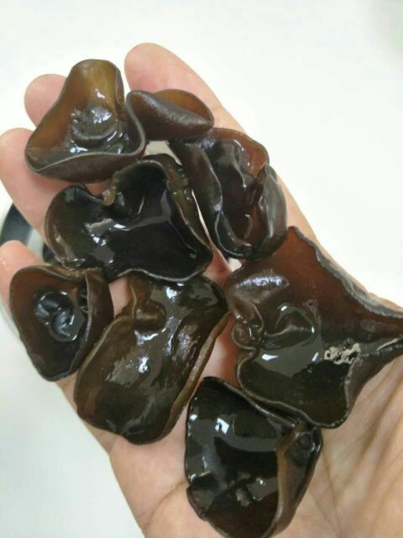 自产自销神农架椴木秋木耳原木黑木耳肉厚Q弹