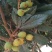 枇杷树苗51~80cm