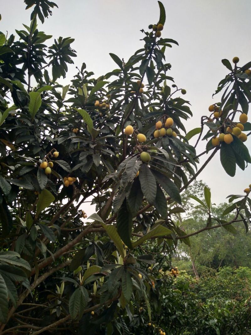 枇杷树苗51~80cm