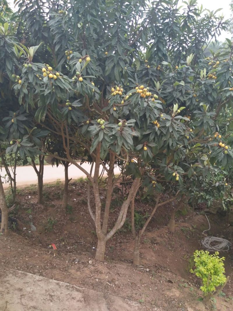 枇杷树苗51~80cm