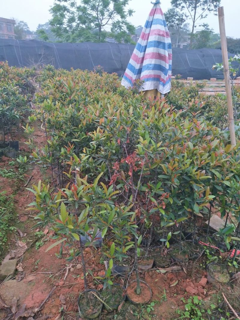 岭南山竹子苗