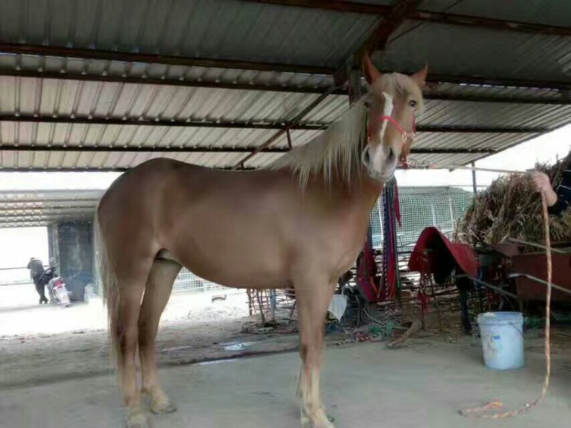 常年出售矮马骑乘马景区托物马