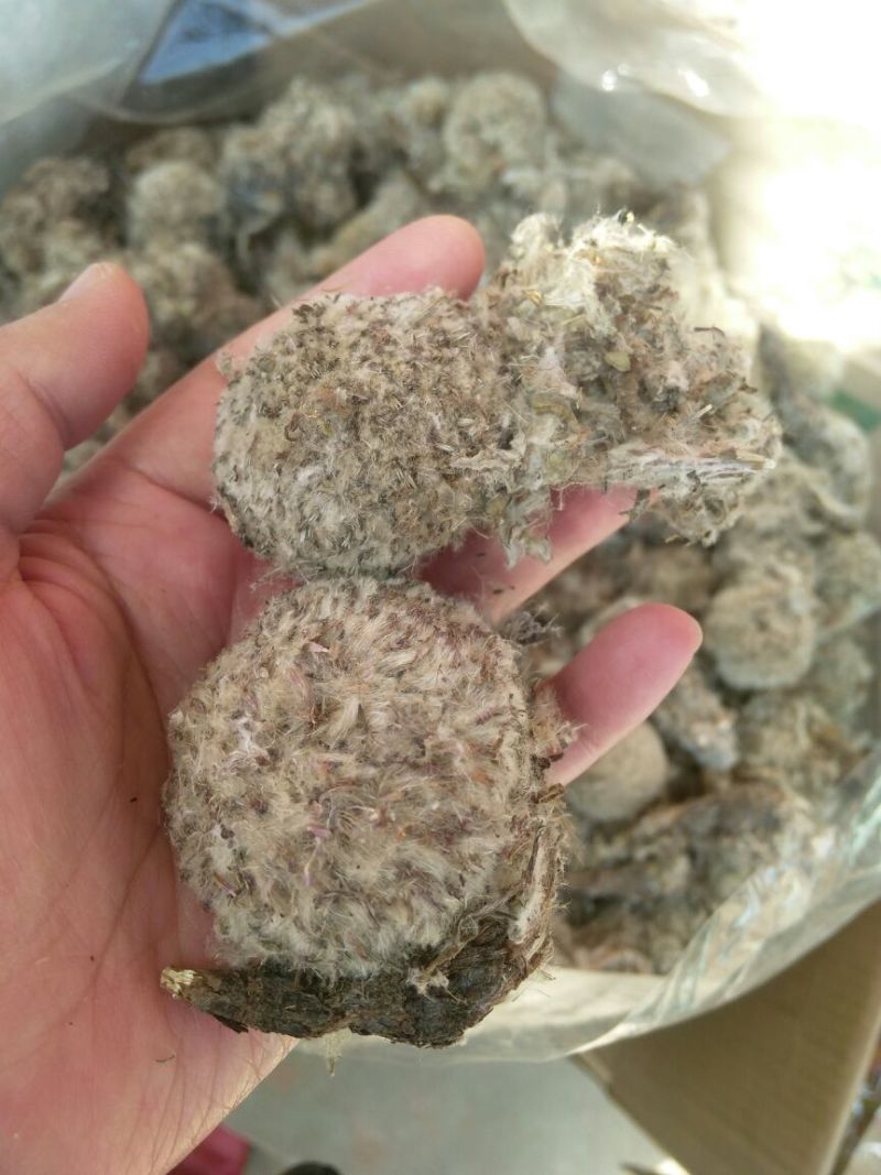 雪莲花藏雪莲干货中药材量大从优2斤起包邮
