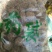 雪莲花藏雪莲干货中药材量大从优2斤起包邮