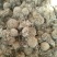 雪莲花藏雪莲干货中药材量大从优2斤起包邮