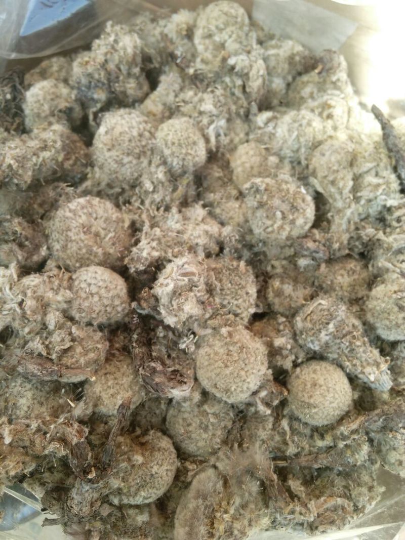 雪莲花藏雪莲干货中药材量大从优2斤起包邮