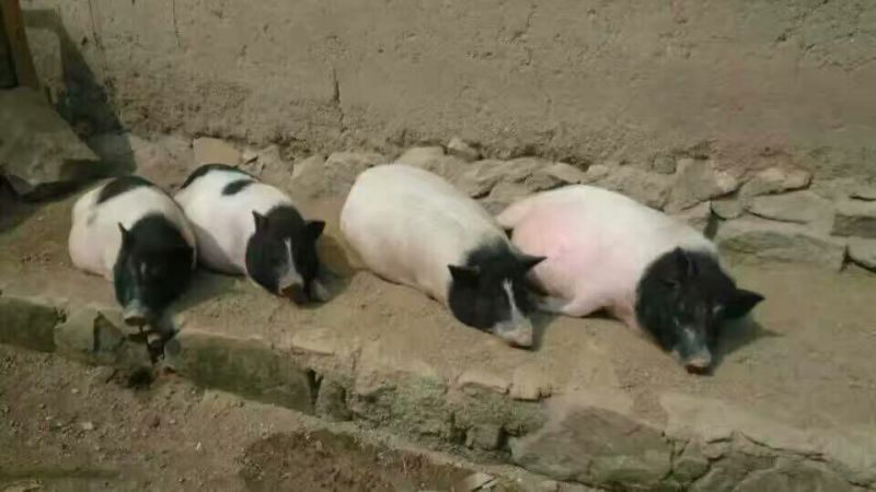 巴马香猪母