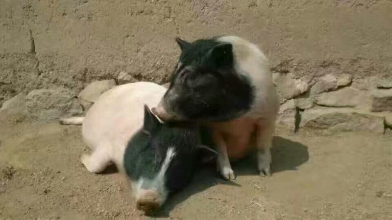 巴马香猪母