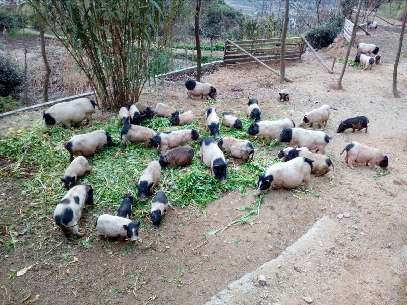 巴马香猪母
