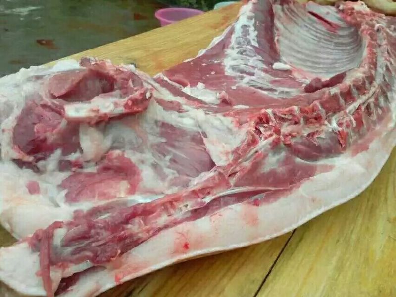巴马香猪母
