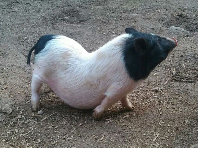 巴马香猪母