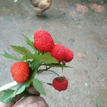 树莓苗30~50cm